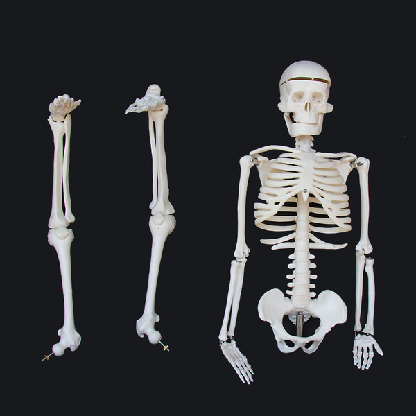 85cm Full Body Lifesize Human Skeleton Anatomical Medical Model