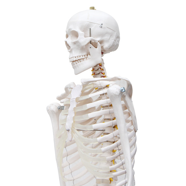 Lifesize Human Skeleton Anatomical Medical Model Full Body 180cm 18m