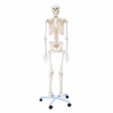 Lifesize Human Skeleton Anatomical Medical Model Full Body 180cm 1.8m 