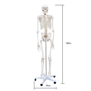 Lifesize Human Skeleton Anatomical Medical Model Full Body 180cm 1.8m 
