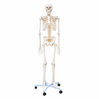 Lifesize Human Skeleton Anatomical Medical Model Full Body 180cm 1.8m 