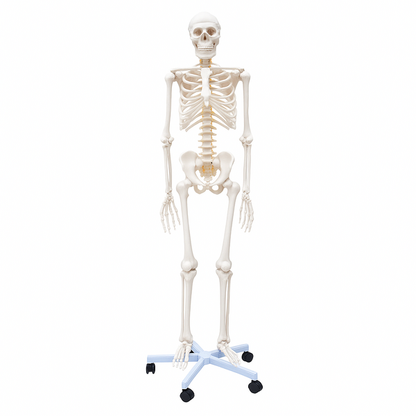 Lifesize Human Skeleton Anatomical Medical Model Full Body 180cm 1.8m 
