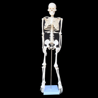 85cm Full Body Lifesize Human Skeleton Anatomical Medical Model