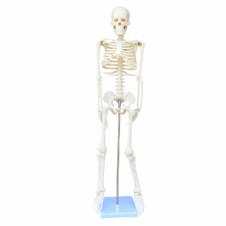 85cm Full Body Lifesize Human Skeleton Anatomical Medical Model
