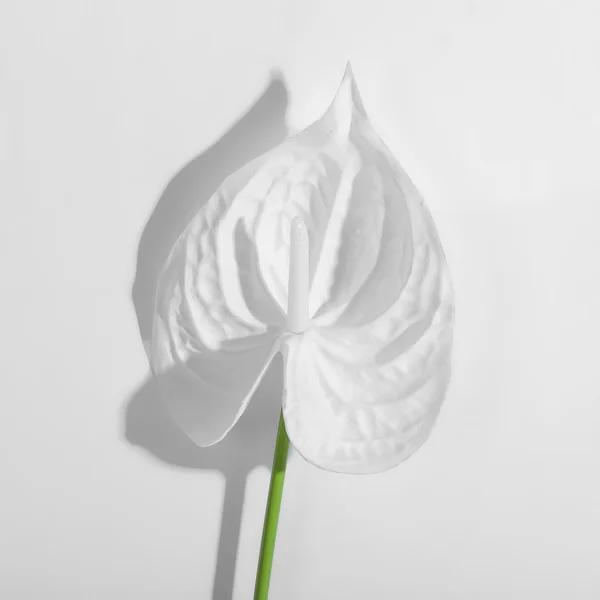24 x Artificial Anthurium Real Touch White