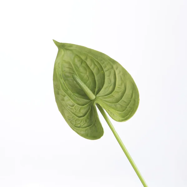 24 x Artificial Anthurium Real Touch Green