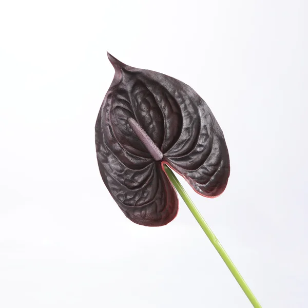 24 x Artificial Anthurium Real Touch Burgundy