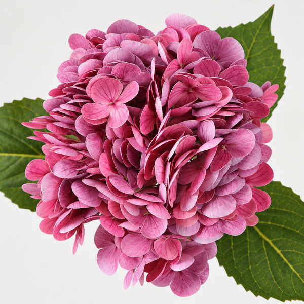 Real Touch Artificial Hydrangeas Magenta Rose Pink 50cm