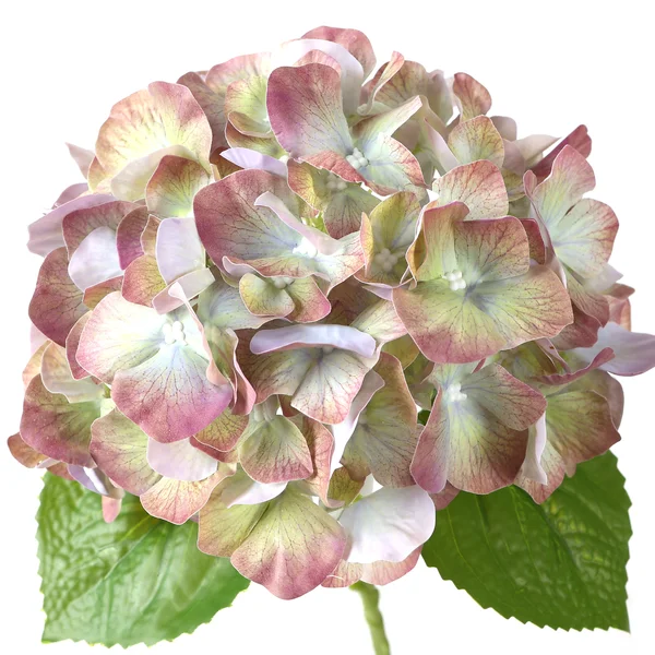 Real Touch Artificial Hydrangeas Antique Green 50cm