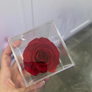 6 x Cled Preserved Everlasting Rose in Clear Box Blood Red